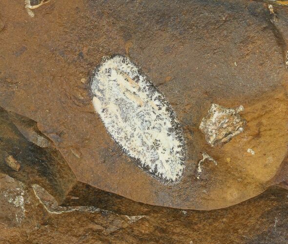 Unidentified Fossil Seed From North Dakota - Paleocene #65835